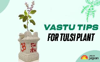 vastu-tips-never-do-these-things-with-sacred-tulsi-plants-dos-and-donts-of-worshipping-goddess-tulsi